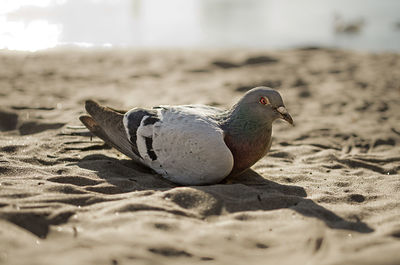 Close-up of bird against blurred background