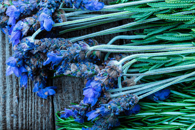 Cut lavender flowers on stems with green leaves on rustic wood crate