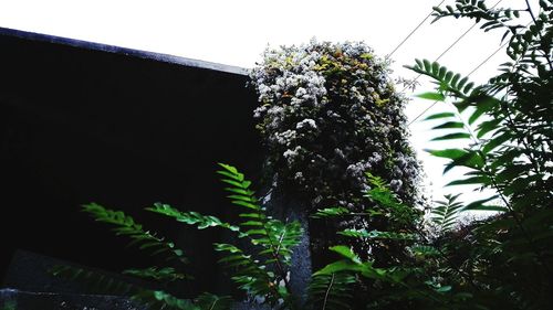 Low angle view of flower tree against sky