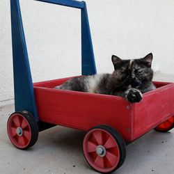 Cat sleeping in car