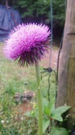 Close-up of thistle blooming on field