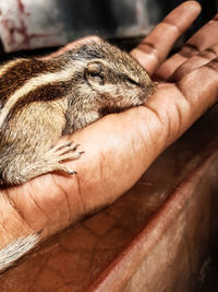 Close-up of hand holding leaf