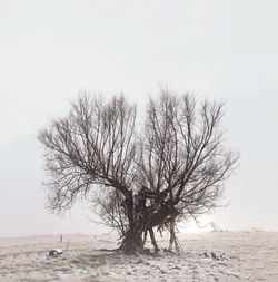 Bare tree on field against clear sky