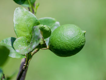 Close-up of lime on tree