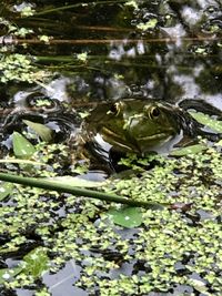 High angle view of turtle in lake