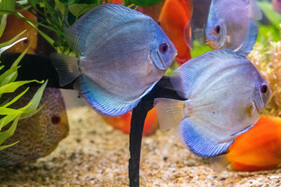 Close-up of fish swimming in aquarium