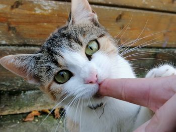 Close-up portrait of hand holding cat