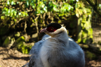 Close-up of bird