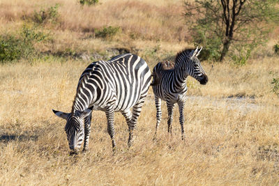 Zebra zebras on a field