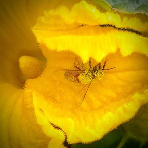 Close-up of insect on yellow flower