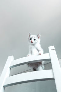 Close-up portrait of white cat on ceiling