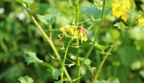 Close-up of insect on plant