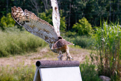 Side view of a bird on a land