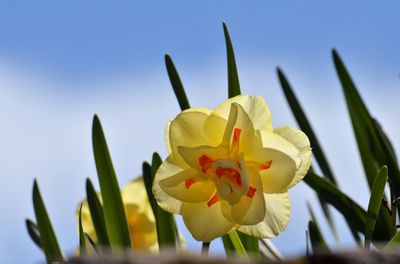 Low angle view of flowering plant against clear sky