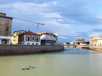 Ducks in the river