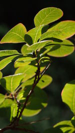 Close-up of plant