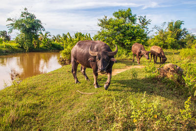 Thai water buffalos somewhere in isan thailand southeast asia