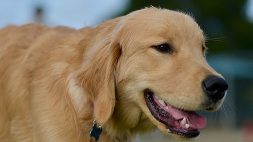 Close-up of golden retriever