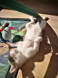 High angle view of a cat