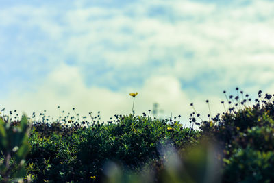 Close-up of flowering plants on field against sky