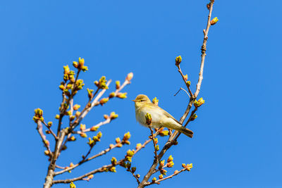 Low angle view of bird perching on tree against blue sky