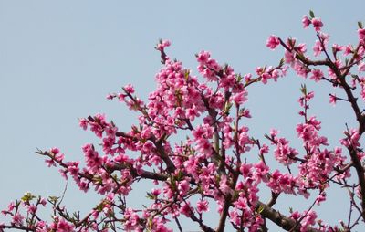 Low angle view of pink flowers blooming on tree