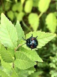 Close-up of insect on leaf