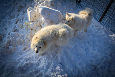 High angle view of a dog on snow