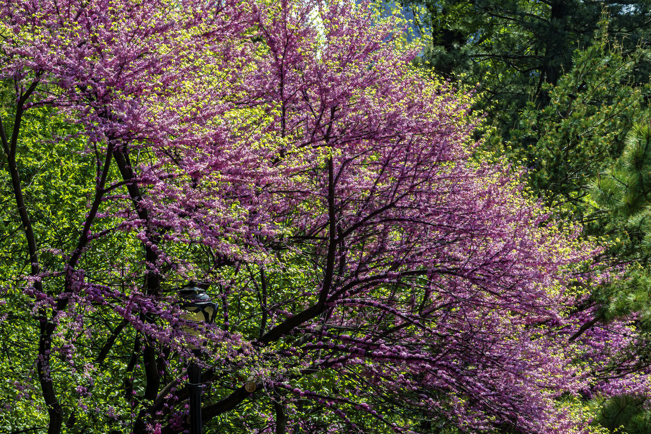 plant, tree, growth, beauty in nature, flower, flowering plant, blossom, freshness, nature, branch, springtime, fragility, no people, day, woodland, pink, low angle view, tranquility, land, outdoors, purple, garden, shrub, leaf, spring, botany, scenics - nature, green, lilac, wisteria