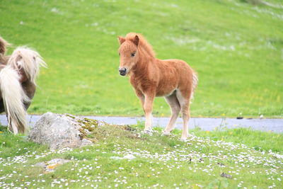 Ponies on grassy field