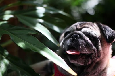 Close-up of a dog