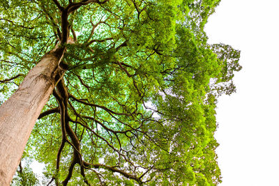 Low angle view of tree against sky