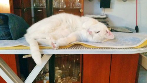 Close-up of cat lying on floor