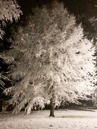 Trees on snow covered field