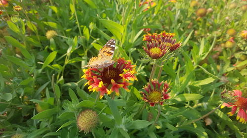 Close-up of butterfly pollinating on red flowering plant