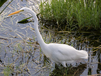 Close-up of white swan by lake