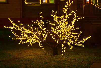 Illuminated christmas tree at night