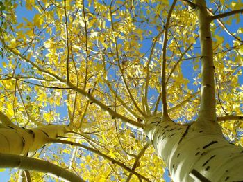 Low angle view of trees