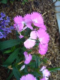 flowering plant