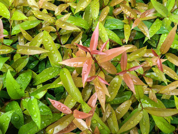 Full frame shot of fresh green leaves