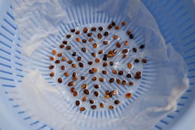 Close up of water spinach sprouts. hydroponic water spinach in vegetable basin.