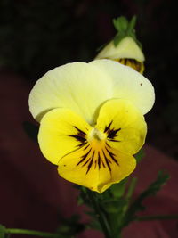 Close-up of white flower