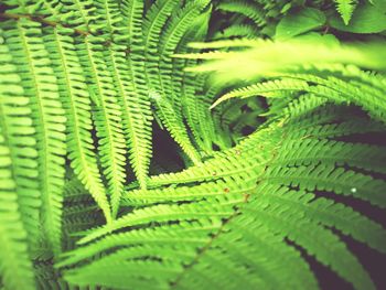 Close-up of fern leaves