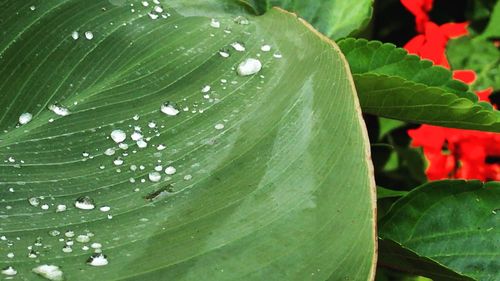 Close-up of water drops on leaf