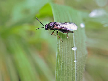 Close-up of insect on plant