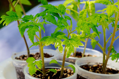 Close-up of potted plant