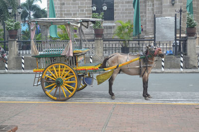 Horse cart on street in city