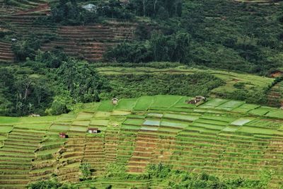 High angle view of agricultural field