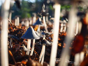 Close-up of mushroom growing on field