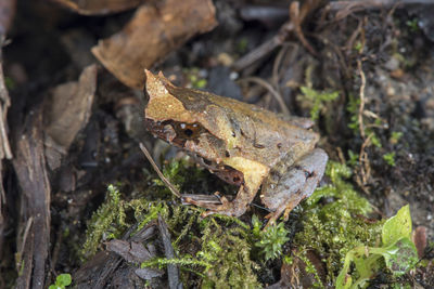 Close-up of frog on field